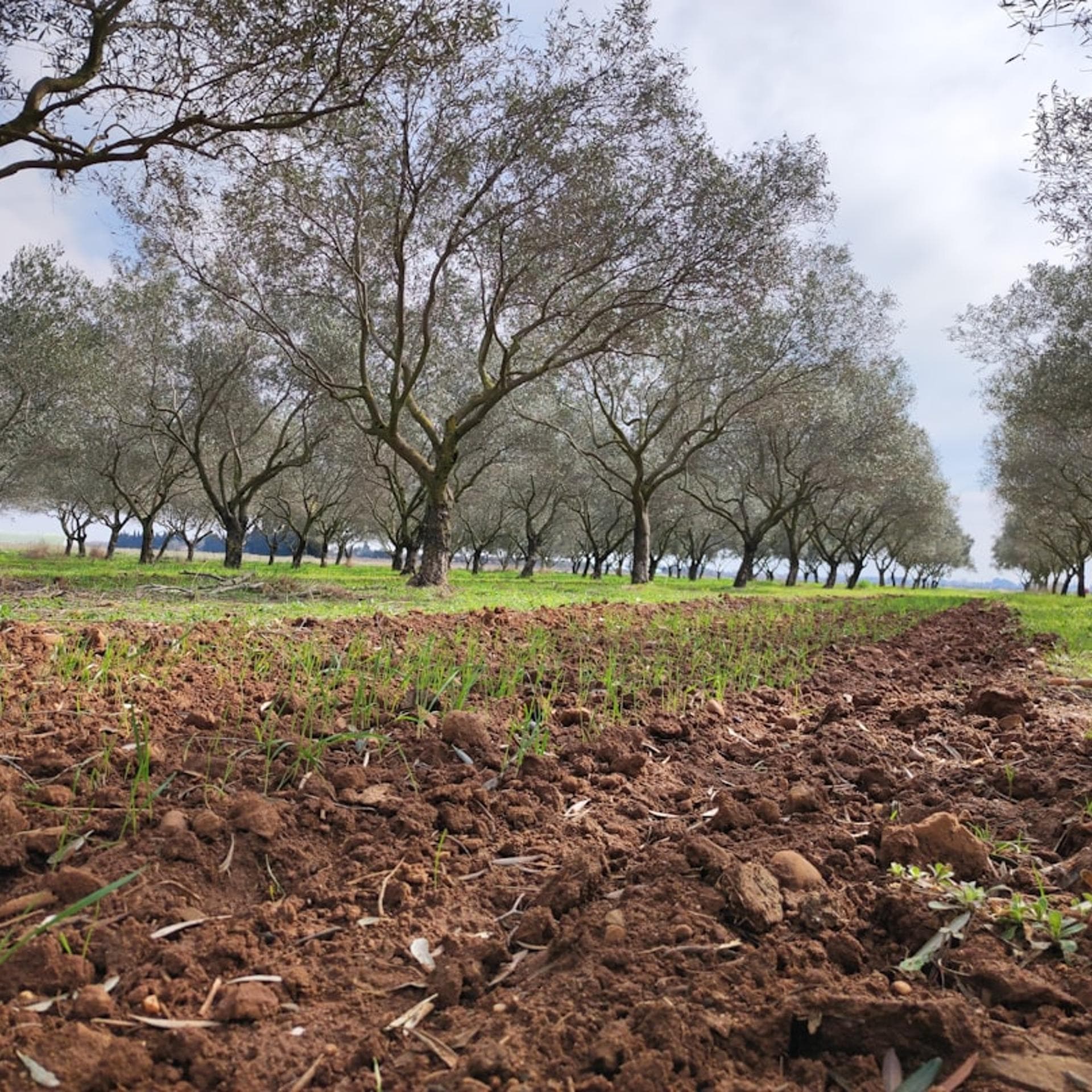 The State of Climate-Smart Agroforestry Market Development in the Mid-Atlantic
